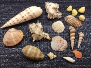 SEASHELL lot COWRIE TURRET HEXAPLEX CLAM TURKEY WING SNAIL beautiful ocean