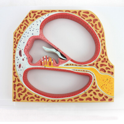 Ear Cochlea And Corti's Organ Medical Teaching Anatomical Model Inner Ear Spiral