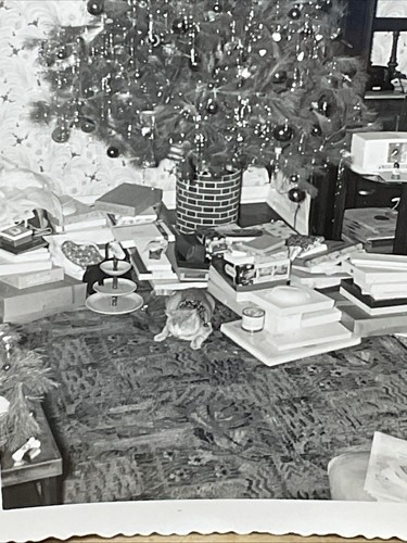 50er Jahre Fotos von Weihnachten Morgen Baum Geschenke Katze Wohnzimmer B47 - Bild 13 von 17