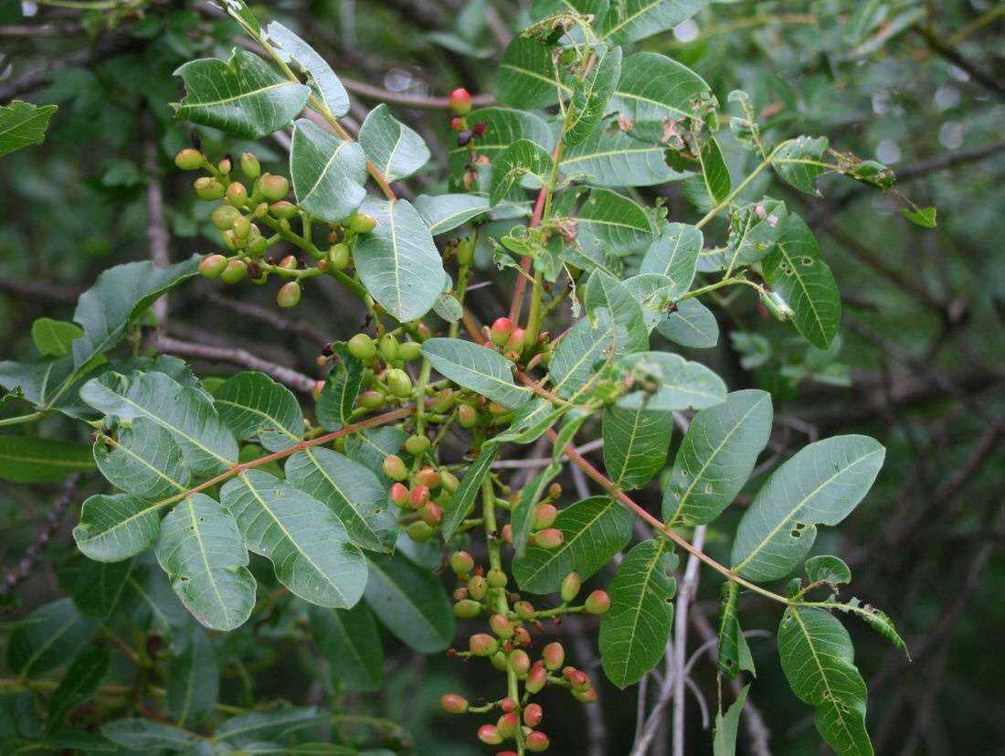 50 Graines de Pistachier térébinthe arbuste résistant pour haie brise-vent