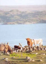 Photo 6x4 Cattle above Strath near Gairloch Mial Cattle enjoying the even c2003