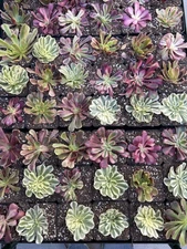 succulents live plants-Aeonium Cutting  3 Random Set