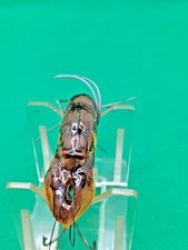 UNKNOWN , MULTI-COLORED CRANKBAIT.