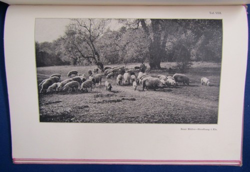 Schmidt Kompendium der praktischen Photographie 1912´, 14 Tafeln, Erklärungen js - Bild 10 von 11