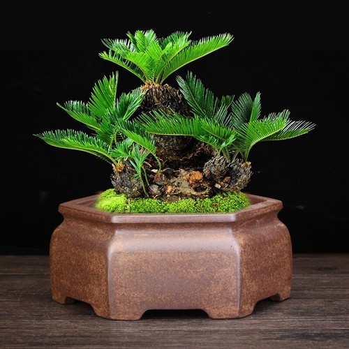 9" Large Rectangular Bonsai Pot Classic Chinese Unglazed Purple Sand Planters - Picture 1 of 14