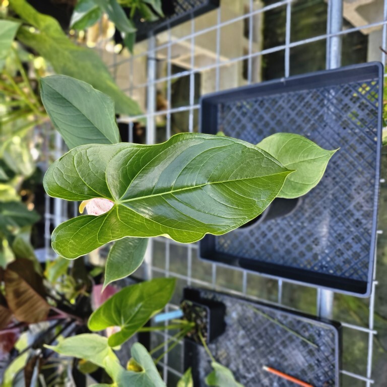 Anthurium Shibori, Exact Plant Variegated 1 gallon pot eBay