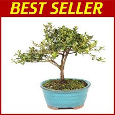 Satsuki Azalea Flowering Bonsai Tree - Small, 5