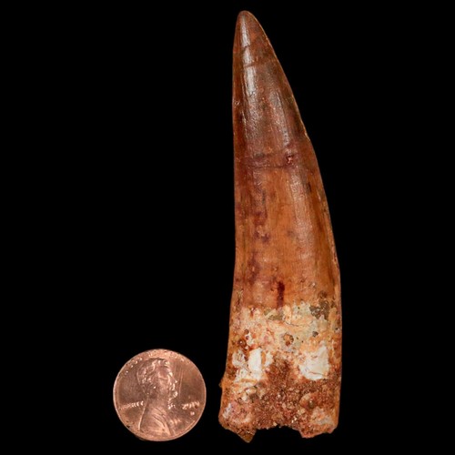 XL 3.4" Spinosaurus Fossil Tooth 100 Million Years Old Cretaceous Dinosaur COA - Picture 3 of 10