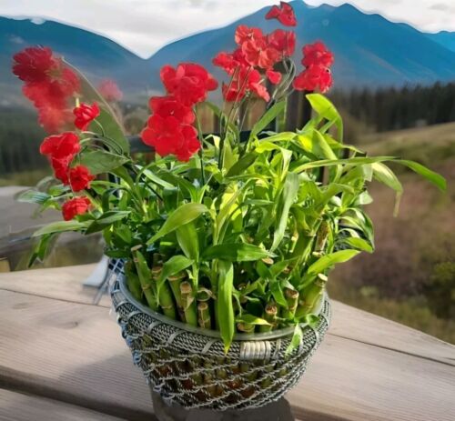 10 LUCKY BAMBOO PLANTS 4" Free Gold Wires Indoor Perennial, Ideal GIFT - Picture 5 of 7
