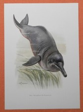 Amazonasdelfin Inia geoffrensis Fluss Delphin  Delphin  Farbdruck 1958 Zoologie