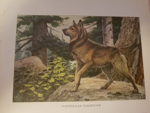 Louis A Fuertes NORWEGIAN ELKHOUND bookplate 1919 National Geographic Magazine