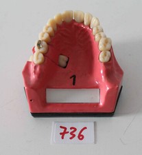 Go Dent Schaumodell Nr.  1  (bezahnt) wie abgebildet Art. Nr. 736