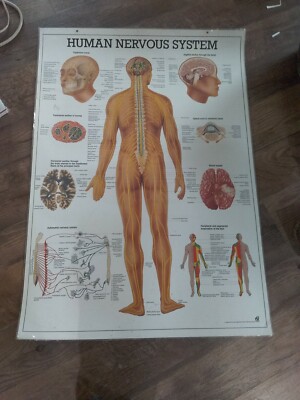 Medical Poster The Human Nervous System Heinz-Harro Rudiger Berlin Germany 