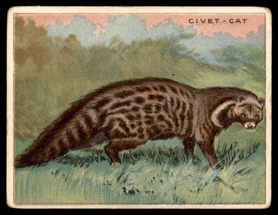 CIVET-CAT 1909 T29 animals Hassan Cigarettes