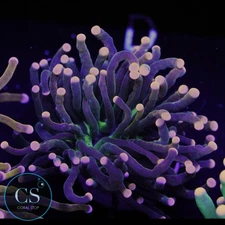 CS Gold Tip Miami Hurricane Torch - WYSIWYG LIVE CORAL