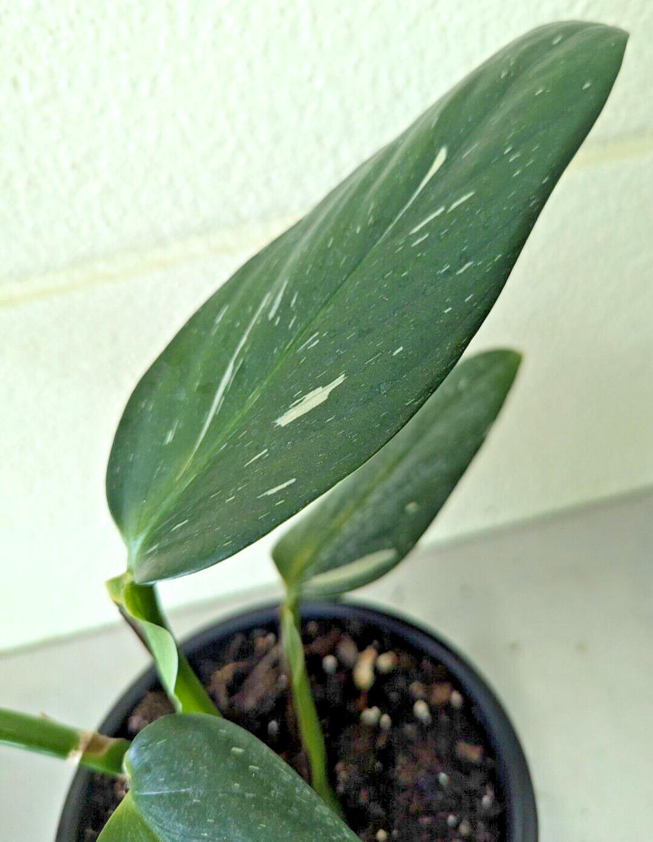 self watering snake plant Snake Plant with self-watering pot