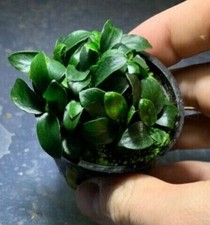 BUY 2 GET 1 FREE Anubias Nana Petite Pot Fish Tank Plants Aquarium Plant