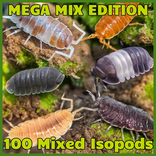 100 Mega Mix Isopods  For Bioactive Terrariums  Clean Up  FREE SHIPPING 