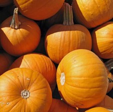 Small Sugar Pumpkin 10 Seeds best for Pies or Carving prolific vines Heirloom