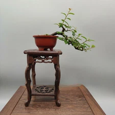 5.75'' Small Square Semi Cascade Bonsai Display Wooden Stand Practical Decor