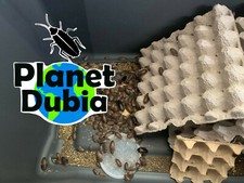 200 Large 3/4" Blaptica Dubia Roaches