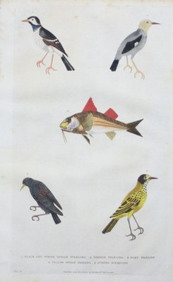 1780 - Star starling bird Meeräsche mullet fish animals engraving Kupferstich