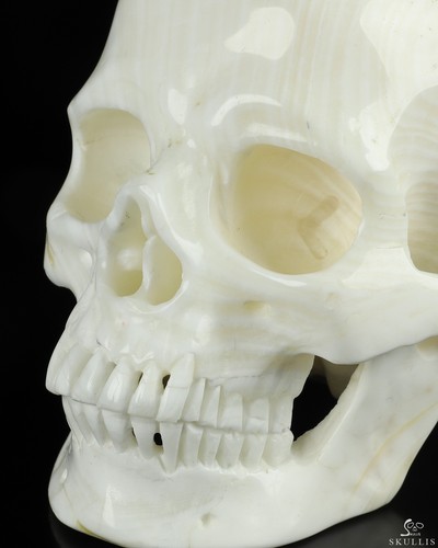 Huge 5.1" Tridacna Gigas Carved Crystal Skull, Super Realistic - Picture 9 of 9