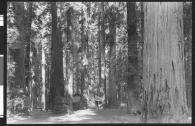 Redwood forest in Richardsons camp 1925 California Old Photo