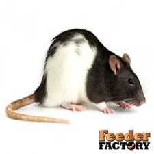 Frozen Feeder Rats - SAVE ON SHIPPING WITH MULTIPLE PACKS! - 9 different sizes
