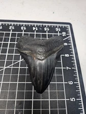 Megalodon Shark Tooth, Glossy Black, 4.5" with display stand