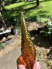 Vintage Empoli Amber Glass Hobnail bottle stopper 8” MCM Replacement — photo 1