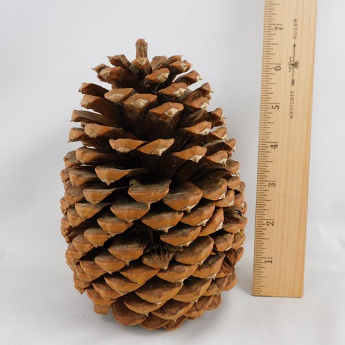 Giant Coulter Pinecone 6-1/2" H Crafts Rustic Decor Cabins Weddings VGC - Picture 4 of 6
