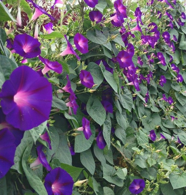 GRANDPA OTT MORNING GLORY SEEDS 30+ IPOMOEA annual FLOWER