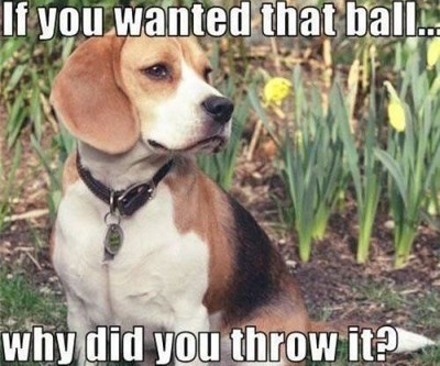Funny Beagle  refrigerator magnet 3 1/2 x 4 1/2  ''