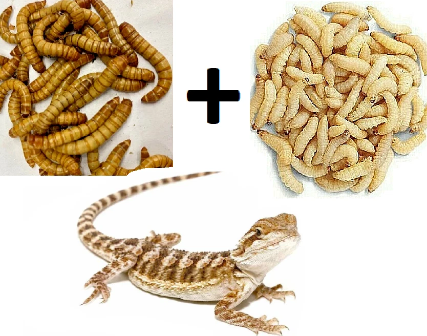 LIVE 100 Wax Worms & 100 Giant Mealworms Bearded Dragon Live