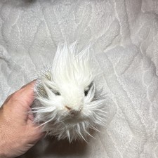 Hansa Guinea Pig Plush Stuffed Animal Mini Under 6 in Gray White 2014 MPN 1128