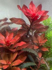 3 Stems Ludwigia 'Rubin' - Submersed Grown Aquarium Plant