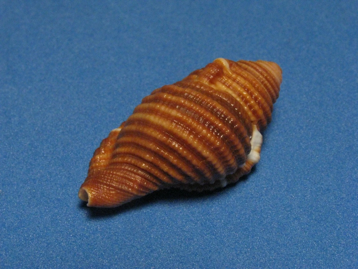 Cymatium closeli Beu, A.G. 1987 "BEAUTIFUL!" (35.8mm) | eBay