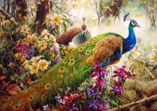 Paint By Numbers Adults Peacock and its true colors DIY Painting Kit 40x50CM Can