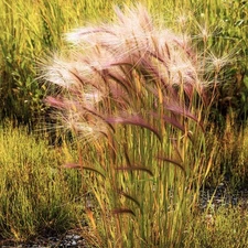 Squirrel Tail Grass Seeds - For 2025 Planting  Foxtail Barley Bobtail