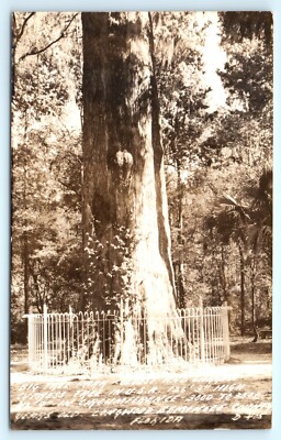 POSTCARD RPPC Big Tree Park Oldest and Largest Cypress Tree Longwood Seminole Cy