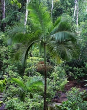 10 Archontophonix Tuckeri Palm Tree Seeds + Free Gift