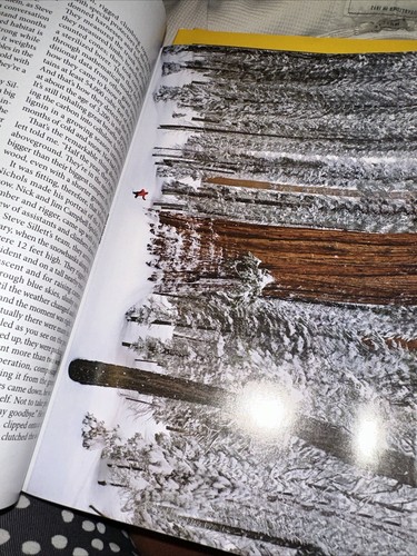 National Geographic December 2012 The World's Largest Trees w Poster Gaza Bird + - Foto 3 di 12