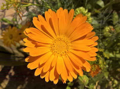 100 ORANGE ENGLISH MARIGOLD (Scotch / Pot Marigold) Calendula Officinalis Flower