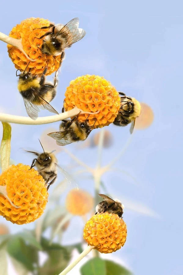 Buddleja globosa | Árvore bola laranja | 100_sementes - Imagem 3 de 4