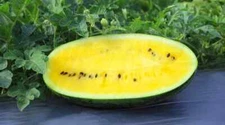 50+ Mountain Sweet Yellow Watermelon Seeds for Planting - USA - FREE SHIPPING!