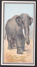 HILL - ANIMAL SERIES (CROWFOOT) - #15 THE INDIAN ELEPHANT
