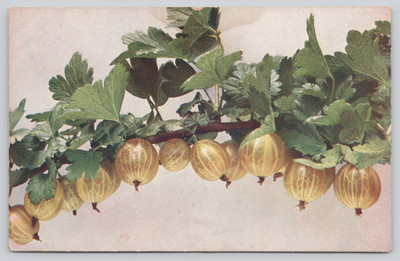 Postcard European Gooseberry Ribes uva-crispa Art