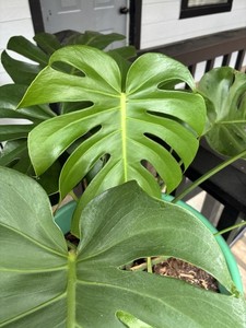 Monstera Deliciosa Fruit | eBay