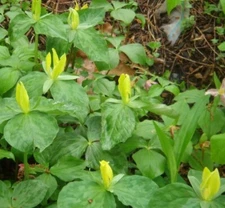 5 Yellow Trillium T. Luteum  ROOTS NATIVE WOODLAND WILDFLOWERS New Inventory!